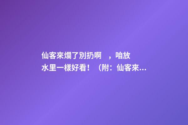 仙客來爛了別扔啊，咱放水里一樣好看?。ǜ剑合煽蛠淼娘L水作用）